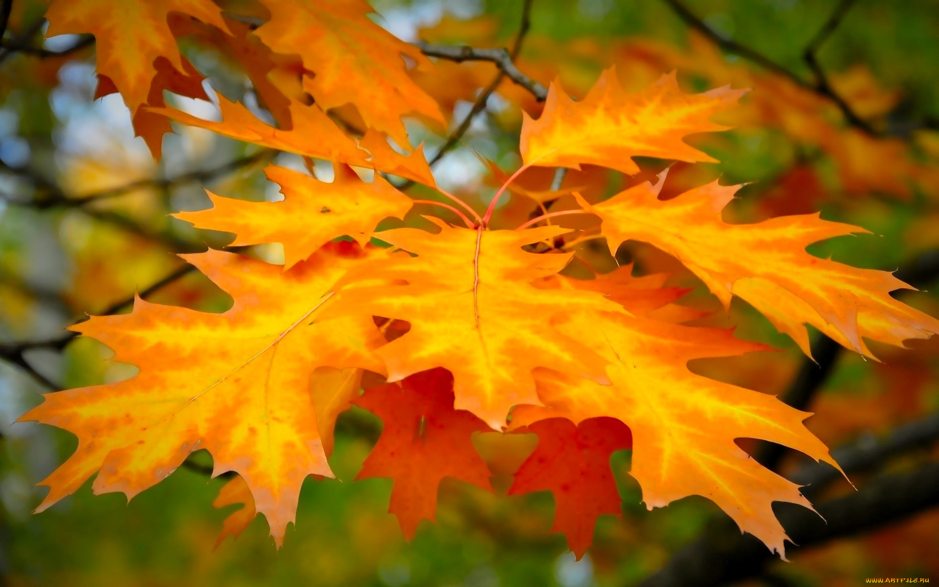 �������, ������, �����, ����, ������, �����